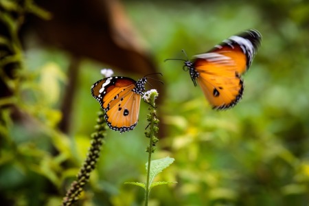 Bild-Nr: 11595284 Monarch Schmetterlinge 8439 Erstellt von: praxisposter