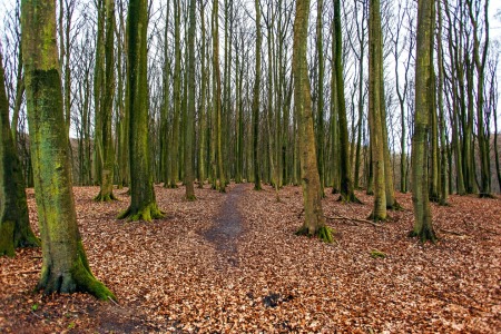 Bild-Nr: 11595670 Herbstwald auf Rügen Erstellt von: wompus