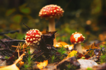 Bild-Nr: 11598004 Die Drei im Wald, Amanita muscaria Erstellt von: Tanja Riedel