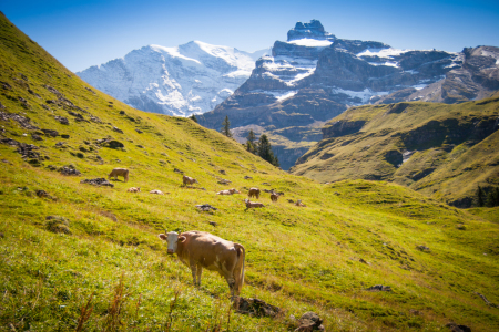 Bild-Nr: 11598328 Kuh in den schweizer Alpen Erstellt von: janschuler