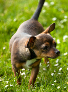 Bild-Nr: 11598340 Schnüffelhund Erstellt von: Photocreatief