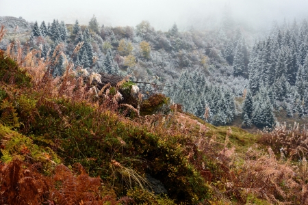 Bild-Nr: 11598482 Herbst trifft Winter Erstellt von: Bettina Schnittert