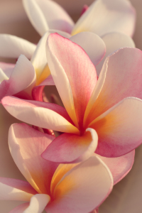 Bild-Nr: 11598686 Leelawadee Plumeria 8575 Erstellt von: praxisposter