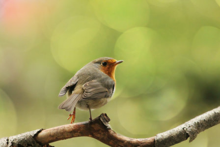 Bild-Nr: 11599464 Rotkehlchen Erstellt von: Heike Hultsch