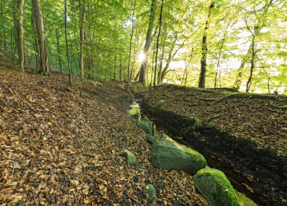 Bild-Nr: 11599524 Waldlandschaft Malente Erstellt von: Nordbilder