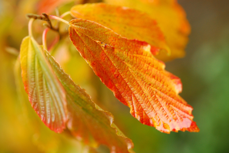 Bild-Nr: 11599968 Herbstblätter Erstellt von: Ostfriese