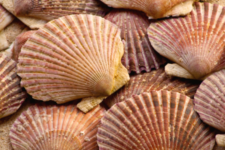 Bild-Nr: 11600002 Jakobsmuscheln Erstellt von: Anja Schäfer