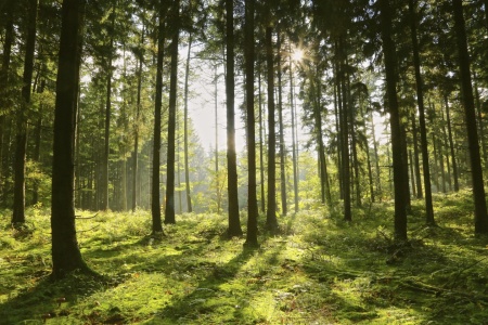 Bild-Nr: 11600490 forest light Erstellt von: Ursula Reins
