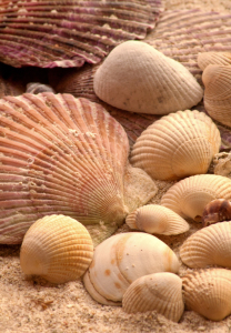 Bild-Nr: 11600734 Muscheln im Sand 3 Erstellt von: Anja Schäfer