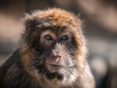 Bild-Nr: 11601100 Berberaffe , Macaca sylvanu Erstellt von: Richard-Young