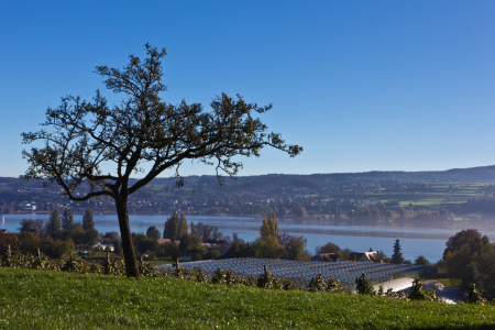 Bild-Nr: 11602768 Herbst aufder Insel Reichenau 3 Erstellt von: Anja Schäfer