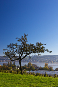 Bild-Nr: 11602770 Herbst aufder Insel Reichenau 4 Erstellt von: Anja Schäfer