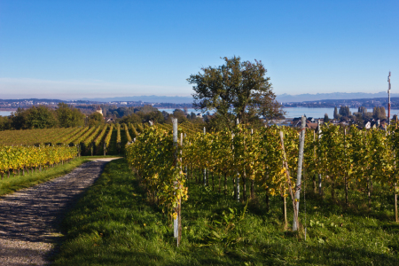 Bild-Nr: 11602774 Herbst aufder Insel Reichenau 5 Erstellt von: Anja Schäfer