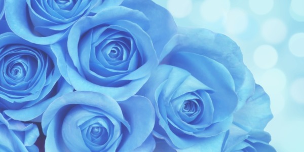 Bild-Nr: 11603104 Blaue Rosen Erstellt von: Darlya