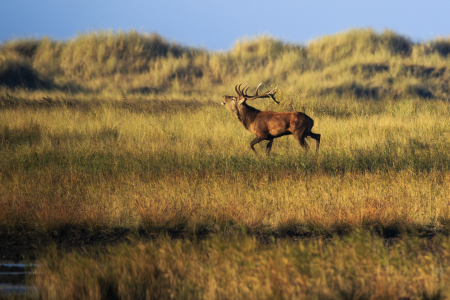 Bild-Nr: 11603194 Hirsch im herbstlichen Abendlicht Erstellt von: Daniela Beyer