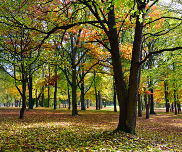 Bild-Nr: 11603840 Herbstwald Erstellt von: uwejaeger