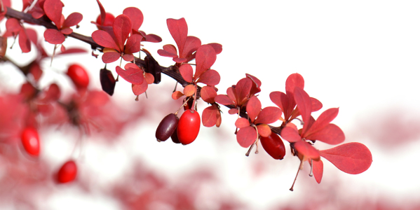 Bild-Nr: 11604162 Berberis  Erstellt von: Atteloi