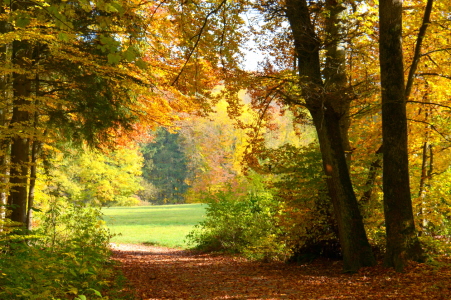 Bild-Nr: 11604587 Herbstlicht Erstellt von: GUGIGEI