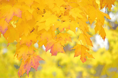 Bild-Nr: 11604643 Herbstblätter an einem Ahornbaum im Lipperland Erstellt von: A-Grotehans