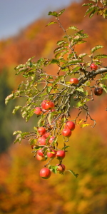 Bild-Nr: 11604753 Herbstzeit - Erntezeit Erstellt von: GUGIGEI