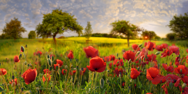 Bild-Nr: 11605277 Mohn im Abendlicht Erstellt von: Michael und Elisabeth Rucker