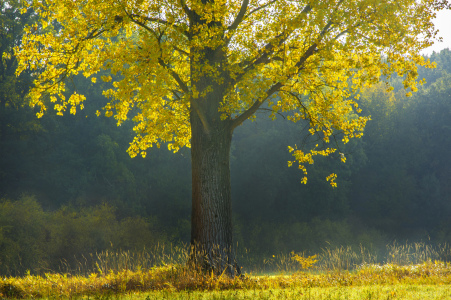 Bild-Nr: 11606241 Goldener Oktober Erstellt von: agilekna