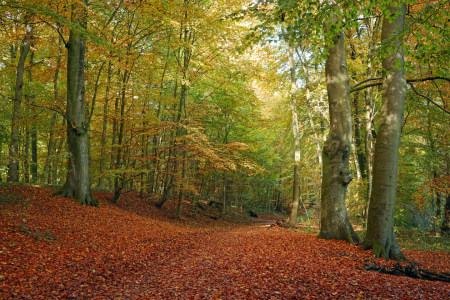 Bild-Nr: 11606545 Bunte Wälder Erstellt von: Ostfriese