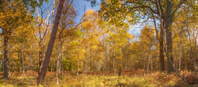 Bild-Nr: 11606797 Waldpanorama Erstellt von: FotoDeHRO