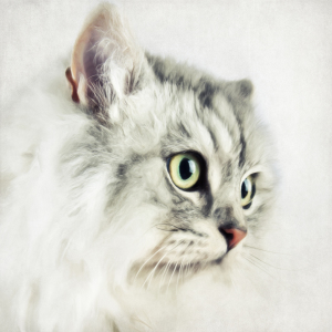 Bild-Nr: 11607337 Katze Erstellt von: Angela  Dölling