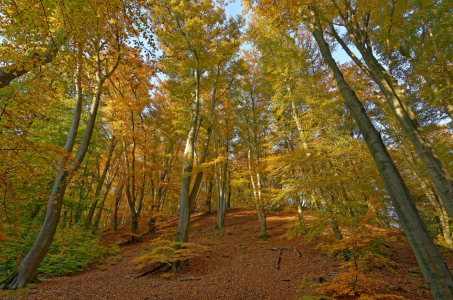 Bild-Nr: 11607501 Herbstwald Erstellt von: Rolf Eschbach