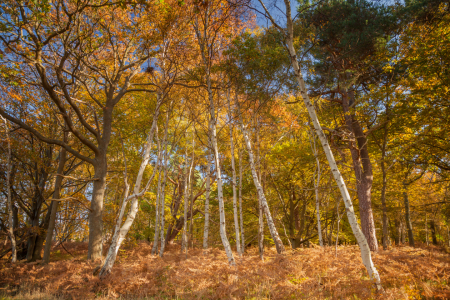 Bild-Nr: 11607990 Mischwald Erstellt von: FotoDeHRO