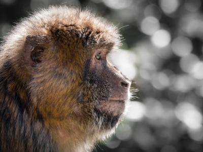 Bild-Nr: 11608437 Berberaffe , Macaca sylvanu Erstellt von: Richard-Young