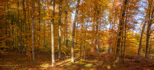 Bild-Nr: 11608663 Im Wald Erstellt von: FotoDeHRO