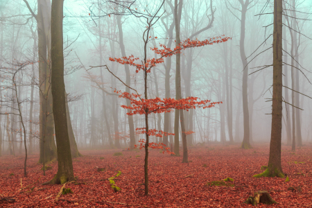Bild-Nr: 11608779 Zauber Wald in rot und türkis Erstellt von: wsf-fineartprint