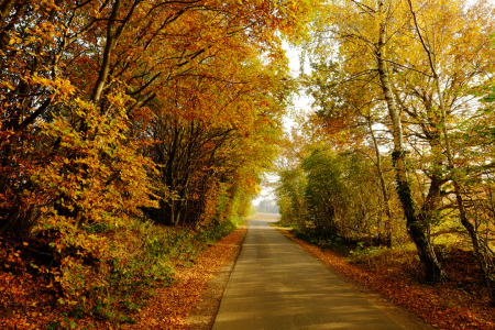 Bild-Nr: 11608917 Die  Alleenstraße Erstellt von: Ostfriese