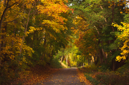 Bild-Nr: 11608923 Herbstwald Erstellt von: Steffen Gierok