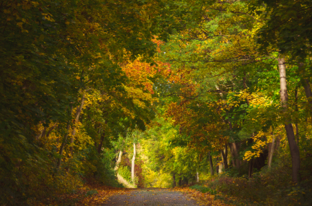 Bild-Nr: 11608931 Herbstwald Erstellt von: Steffen Gierok