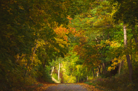 Bild-Nr: 11608931 Herbstwald Erstellt von: Steffen Gierok