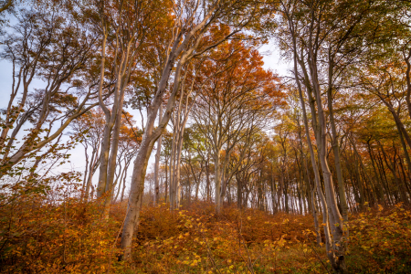 Bild-Nr: 11609815 Nienhäger Wald Erstellt von: FotoDeHRO