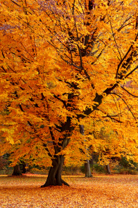 Bild-Nr: 11610067 Herbst Erstellt von: Atteloi