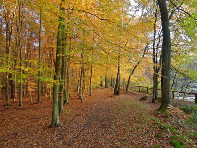 Bild-Nr: 11610075 Ein Herbstnachmittag Erstellt von: Rolf Eschbach