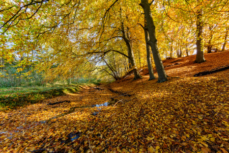 Bild-Nr: 11610245 Herbstlich III Erstellt von: Landhans