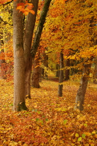 Bild-Nr: 11610255 Herbstfarben Erstellt von: Uwe Fuchs