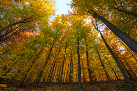 Bild-Nr: 11610279 Rainbow Forest Erstellt von: Steffen Gierok