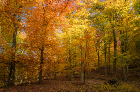 Bild-Nr: 11610281 Rainbow Forest Erstellt von: Steffen Gierok