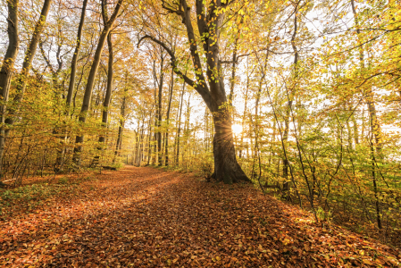 Bild-Nr: 11610441 Herbstgold Erstellt von: Nordbilder