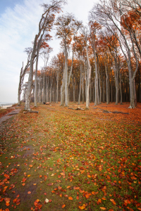 Bild-Nr: 11610469 Herbstlaub Erstellt von: FotoDeHRO