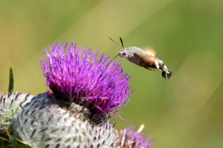 Bild-Nr: 11610677 Taubenschwänzchen Erstellt von: GUGIGEI