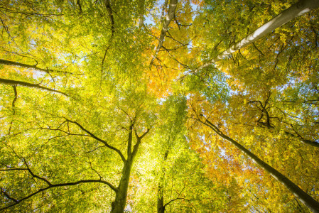 Bild-Nr: 11610903 Farbenfrohes Blätterdach Erstellt von: DenisFeiner