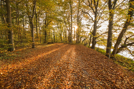 Bild-Nr: 11610913 Herbstweg am Kellersee Erstellt von: Nordbilder